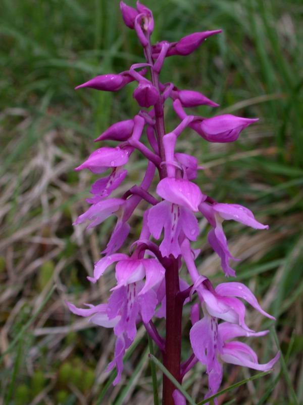 Orchidee del Chianti - Flora toscana